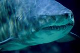 7_262013_get-out-shark8201.jpg
