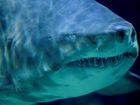7_262013_get-out-shark8201_mugshot_four_by_three.jpg