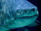 2_7_262013_get-out-shark8201_mugshot_four_by_three.jpg