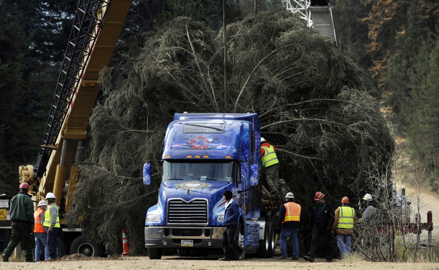 ** FILE ** The 2013 U.S. Capitol Christmas tree is lowered onto a semi-truck in the Colville National Forest in Usk, Wash., on Friday, Nov. 1, 2013. (AP Photo/The Spokesman-Review, Kathy Plonka)