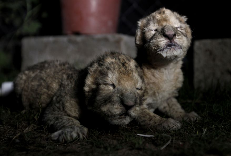 FILE - In this file photo taken Tuesday, Nov. 19, 2013, African lion cubs, Fajer, right, and his sister, Sejeel, left, rest after feeding at Besan Zoo in Beit Lahiya, northern Gaza Strip. Authorities said a pair of newborn lion cubs unveiled by Hamas as prized additions to the zoo in the Gaza Strip have died. Mohammad Abdel-Rahman, the acting manager of the Beit Lahiya zoo in northern Gaza, said Thursday the cubs died of an unspecified illness. He said the zoo’s staff was unable to save them because they lacked experience in caring for newborn cubs. (AP Photo/Hatem Moussa, File)