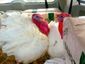 2_11242013_turkeys8201_mugshot_four_by_three.jpg