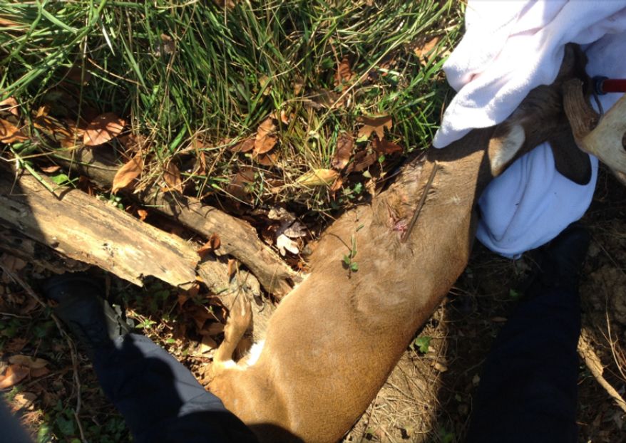 Animal control officers found a deer with an arrow wound in Southwest D.C. (Photo courtesy of the Washington Humane Society)