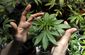Uruguay Marijuana.JPEG-0dec9.jpg
