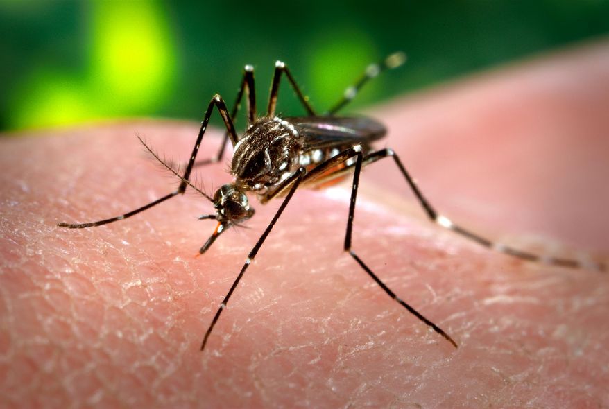 FILE - This 2006 file photo made available by the Centers for Disease Control and Prevention shows a female Aedes aegypti mosquito acquiring a blood meal from a human host at the Centers for Disease Control in Atlanta. A mosquito-borne virus appears to be spreading quickly in the Caribbean just weeks after epidemiologists first found local transmission occurring in St. Martin. The virus then spread to neighboring Dutch St. Maarten, and the U.S. CDC says new cases have also been confirmed in the French Caribbean islands of Martinique, Guadeloupe and St. Barthelemy. The British Virgin Islands reported three cases Monday, Jan. 13, 2014. (AP Photo/Centers for Disease Control and Prevention, James Gathany, File)