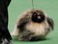 dog_4782_mugshot_four_by_three.jpg