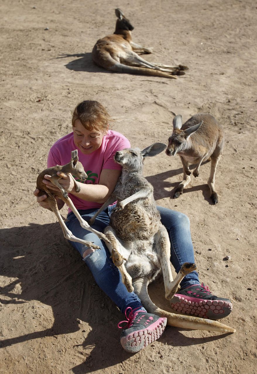Valerie Holt examines a joey, or baby kangaroo, at the Roos-N-More Zoo in Moapa Town, Nev. Thursday, Jan. 23, 2014. Clark County code inspectors have shut down the popular animal attraction in the town 55 miles north of Las Vegas. The three-acre zoo was slapped with a cease and desist order after a Jan. 10 inspection that revealed several violations, mostly concerning the operation of a business on residential property. (AP Photo/Las Vegas Review-Journal, John Locher)