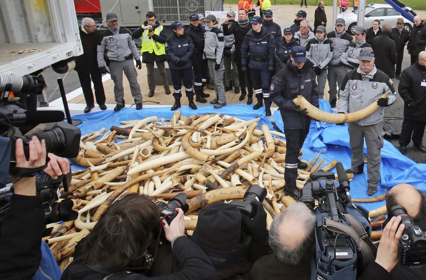 French Customs employees pose for reporters next to about 698 elephant tusks, before crushing them into dust, at the foot of the Eiffel Tower in Paris, Thursday Feb. 6, 2014. France is crushing more than 3 tons of illegal ivory in Europe's first destruction of a stockpile of the banned elephant tusks. Thursday's pulverization is intended to send a message to poachers and traffickers that preservationists hope will help stem the illicit trade that endangers the species' survival. (AP Photo/Remy de la Mauviniere)