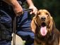 bloodhound_009_08291549_mugshot_four_by_three.jpg