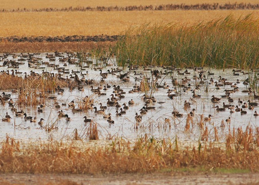 FILE - This 2005 photo provided by the North Dakota Game and Fish Department shows waterfowl swimming on wetland in McHenry County, N D. The federal government is setting aside $35 million over three years to help landowners conserve wetlands and grasslands in the five-state Prairie Pothole Region. The money is part of an incentive program built into the farm bill that President Obama signed into law. Wildlife officials say the region of North Dakota, South Dakota, Minnesota, Iowa and Montana provides important breeding and nesting habitat for more than 60 percent of the nation's migratory waterfowl. (AP Photo/North Dakota Game and Fish Department, File)