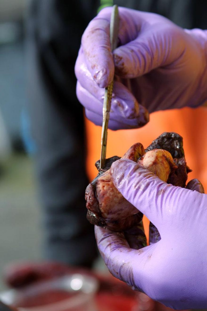 FILE -- In this photo taken March 7, 2012, and provided by Sandy Buckley, an ear bone from an orca whale is dissected by Joe Gaydos, director and chief scientist of the SeaDoc Society, at the University of Washington Friday Harbor Labs, in Friday Harbor, Wash. When the 3-year-old endangered orca washed ashore in Washington state battered, bloodied and bruised in February of 2012, her death fueled a mystery over what killed her. Two years later, investigators say they don't know for certain what caused blunt force trauma to the animal's head and neck. (AP Photo/Sandy Buckley, File)