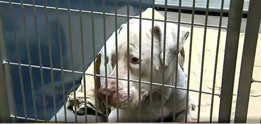 A pit bull that mauled a 4-year-old Phoenix boy has received a groundswell of support ahead of a court hearing to decide if it should be euthanized. (Save Mickey via Facebook)