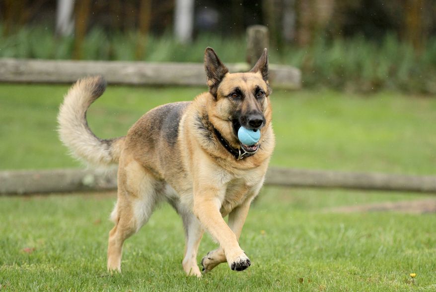 **FILE** In this April 15, 2014 photo, Barrett Griner IV plays fetch with his five-year-old German shepherd, IV, in Bridgeton, N.J. (AP Photo/South Jersey Times, Cindy Hepner)