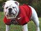 university-of-georgia_mugshot_four_by_three.jpg