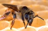 Disappearing Bees.JPEG-0346a.jpg