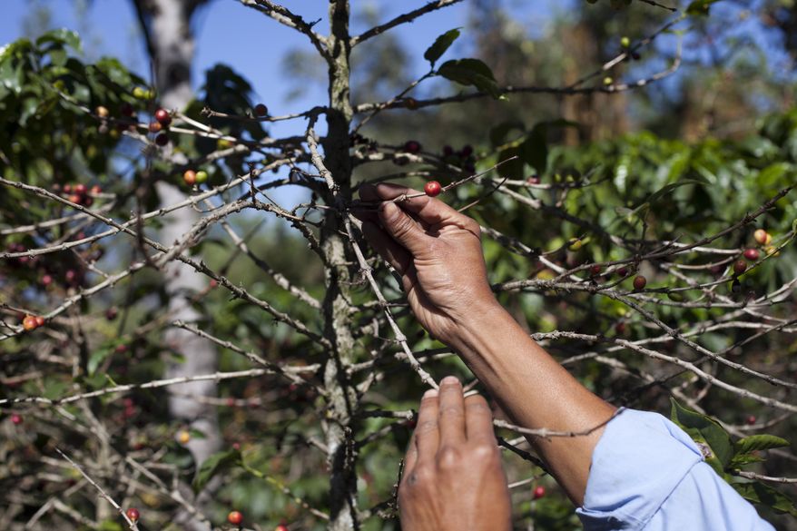 FILE - In this Feb. 9, 2013, file photo, small coffee producer Hector Perez show coffee beans damaged by the roya fungus in San Gaspar Vivar, Guatemala. The U.S. government is stepping up efforts to help Central American farmers fight a devastating coffee disease _ and to keep the price of your morning cup down. A fungus called coffee rust has already caused more than $1 billion in damage across the Latin American region. It is especially deadly to Arabica coffee, the bean that makes up most high-end, specialty coffees, and it is already affecting the price of some of those coffees in the United States. (AP Photo/Moises Castillo, File)