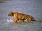 india-tigers-attackjpeg-0959b_mugshot_four_by_three.jpg