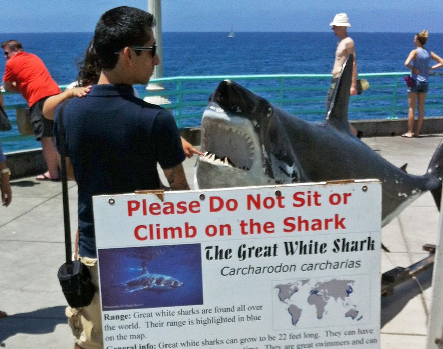 A man and child view a display of a great white shark on the Manhattan Beach, Calif., Pier Sunday, July 6, 2014, one day after a swimmer was bitten by a great white shark off the Southern California beach city. Steven Robles was in the water off Manhattan Beach when the 7-foot (2.1-meter)-long juvenile shark suddenly appeared Saturday morning. He said the shark looked at him and "locked into my chest." Robles was taken to shore and by Sunday morning had been released from the hospital. (AP Photo/John Antczak)