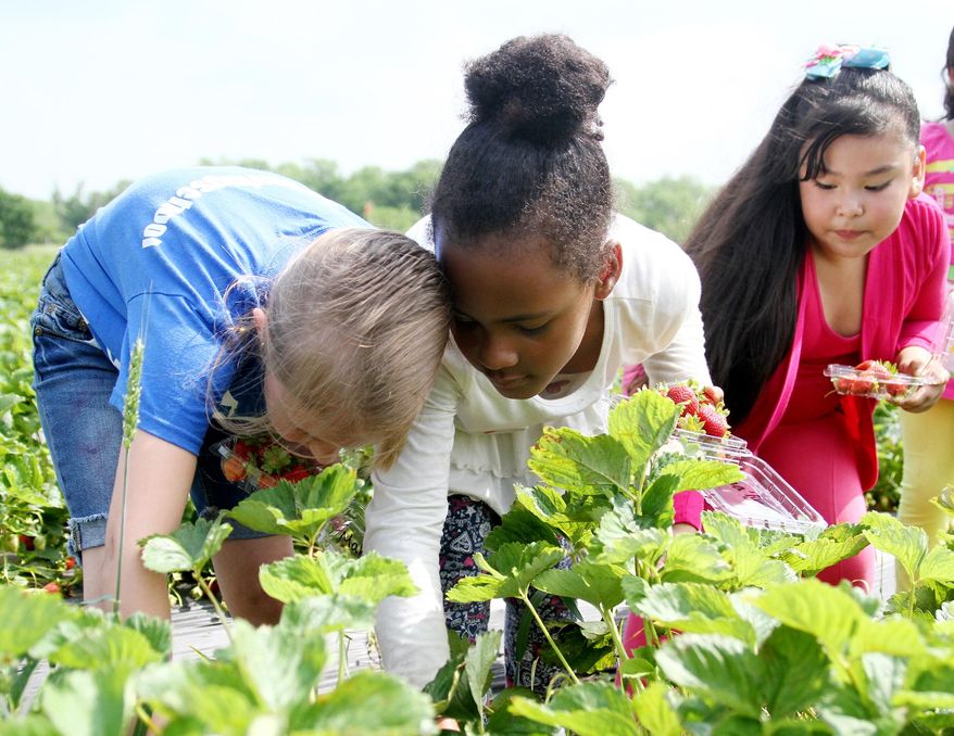 Makayla Keech, left, Josha'lynn Dotson and Juana Sanchez pick strawberries with their Morrison Elementary first-grade class, Monday, May 12, 2014, at Wild Things Farm in Pocola, Ark. (AP Photo/Southwest Times Record, Rachel Rodemann)