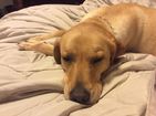 20141021_awesome_dog_1.jpg
