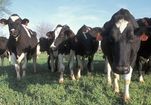Cows USDA.jpg