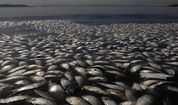 Brazil Dirty Water.JPEG-01fa3.jpg
