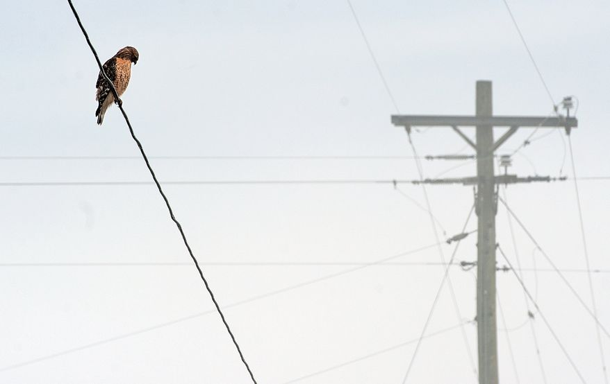 In this photo taken, Wednesday morning, March 4, 2015, a red-shouldered hawk perches on a utility line as fog covers the Shenandoah Valley landscape in Rockingham County, Va. (AP Photo/Daily News-Record, Nikki Fox)