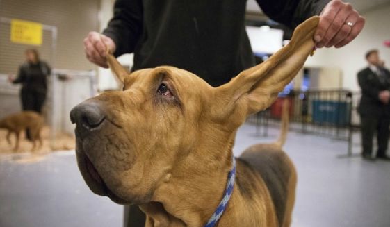 Nathan the bloodhound is examined at the Westminster Kennel Club dog show on Feb. 11, 2014 in New York. (Associated Press) ** FILE **