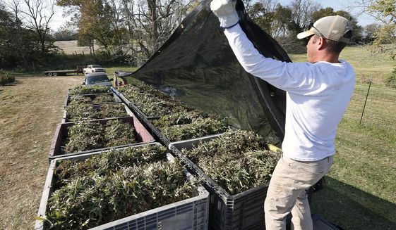 ADVANCE FOR WEEKEND EDITIONS OCT. 31-NOV. 1 - In this Thursday, Oct. 22, 2015 photo, Keenan Wiley covers several bins of hemp that had just been harvested on Andy Graves farm near Winchester, Ky.  GenCanna, which moved to Kentucky from Canada to focus on hemp, harvested the 27 acres of hemp grown this year in Winchester and processed it to produce a kind of powder they plan to sell to companies that want to put hemp in nutritional supplements. (Charles Bertram/Lexington Herald-Leader via AP) MANDATORY CREDIT