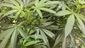 Oregon-Marijuana Fair.JPEG-c9441.jpg