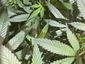 Oregon Marijuana Fair.JPEG-81f65.jpg