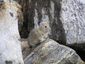 climate_change_american_pika.jpeg