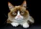 grumpy_cat_at_cats.jpeg