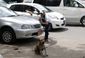 myanmar_dog_roundup.jpeg