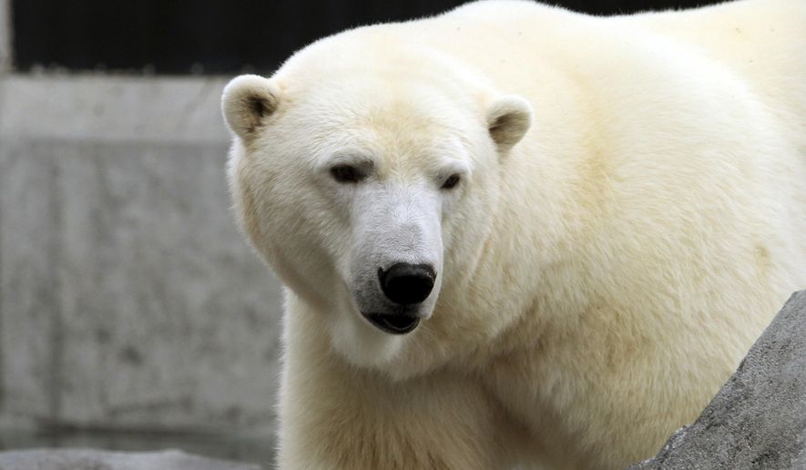 Polar bears are not disappearing as some scientists have projected, research shows. (Associated Press/File)