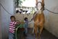 haiti_horse_therapy_photo_gallery_64223.jpg