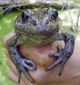 rare_frogs_13238.jpg