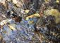 rare_frogs_54017.jpg
