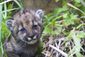 mountain_lion_kitten_76056.jpg
