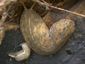 brain_parasite_hawaii_q&a_50982.jpg