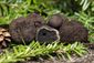 new_truffles_74354.jpg
