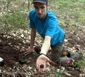 new_truffles_83152.jpg