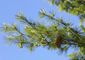 shifting_forests_46631.jpg