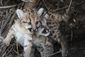 cougar_kittens_die_83331.jpg