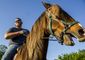 exchange_horses_help_veterans_89584.jpg