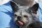 world's_ugliest_dog_16487.jpg