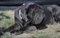 worlds_ugliest_dog_79248.jpg