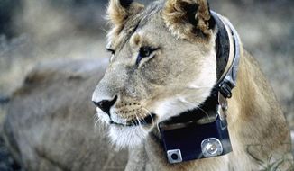 National Geographic photographs
An African lioness wears a camera around her neck in the exhibit &quot;National Geographic Crittercam: The World Through Animal Eyes.&quot; Visitors can press buttons to see clips of the lions and other animals.