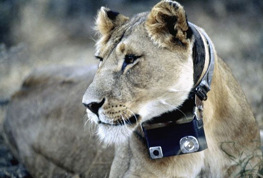 National Geographic photographs
An African lioness wears a camera around her neck in the exhibit "National Geographic Crittercam: The World Through Animal Eyes." Visitors can press buttons to see clips of the lions and other animals.
