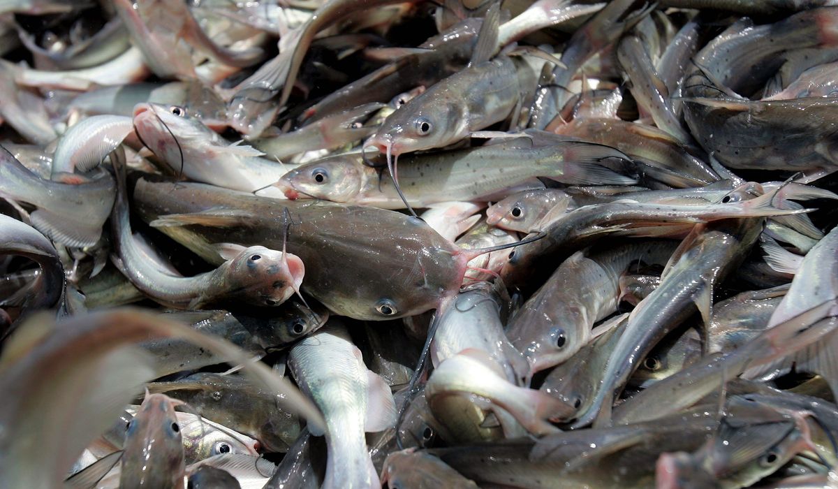 Over 2,900 pounds of frozen catfish filets recalled because they were imported from India